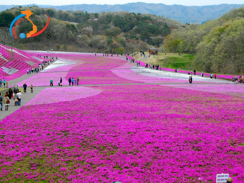 2. Mùa hạ - Mùa hoa chi anh 2. Mùa hạ - Mùa hoa chi anh