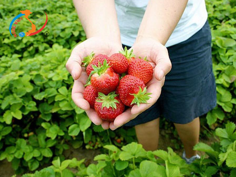 Hái dâu tây Hái dâu tây