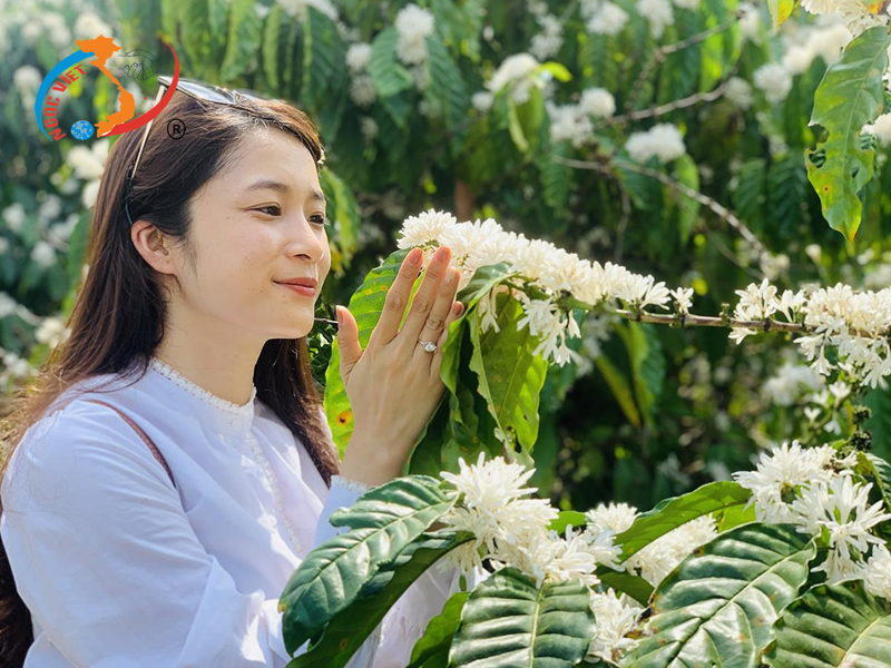 ĐẮK NÔNG SAY NỒNG HƯƠNG HOA CÀ PHÊ ĐẮK NÔNG SAY NỒNG HƯƠNG HOA CÀ PHÊ