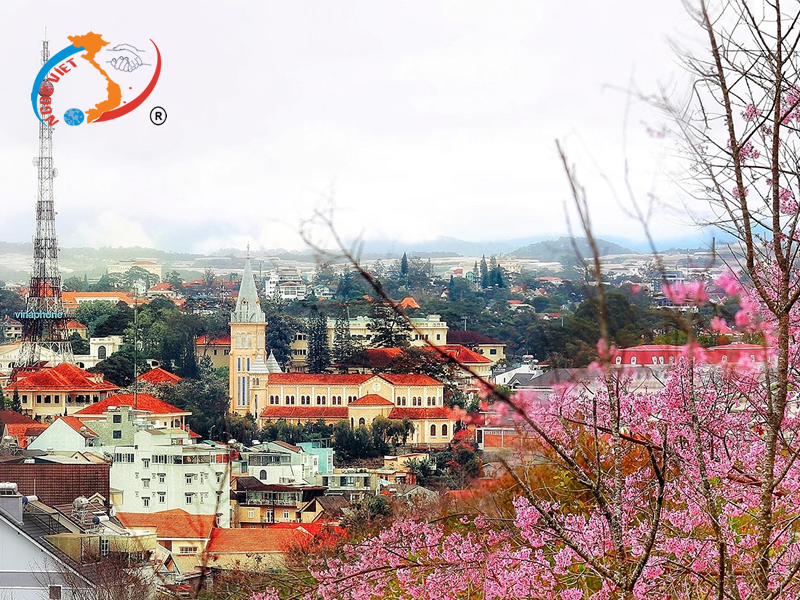 MAI ANH ĐÀO HỒNG PHỦ SẮC XUÂN ĐÀ LẠT MAI ANH ĐÀO HỒNG PHỦ SẮC XUÂN ĐÀ LẠT