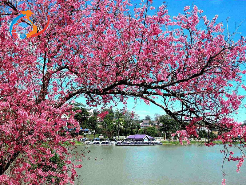 Địa điểm ngắm hoa mai anh đào Đà Lạt Địa điểm ngắm hoa mai anh đào Đà Lạt