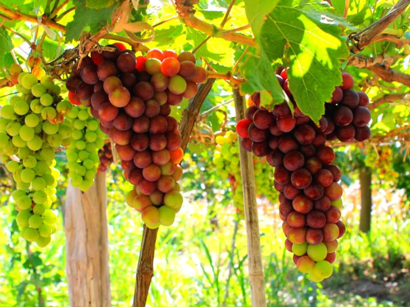 TOUR NINH CHỮ - VĨNH HY - CAM RANH, RESORT 5 SAO - XE VIP LIMOUSINE, 3 NGÀY 2 ĐÊM